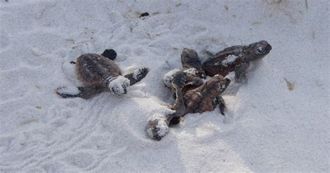 Loggerhead Sea Turtles Hatch On Pensacola Beach