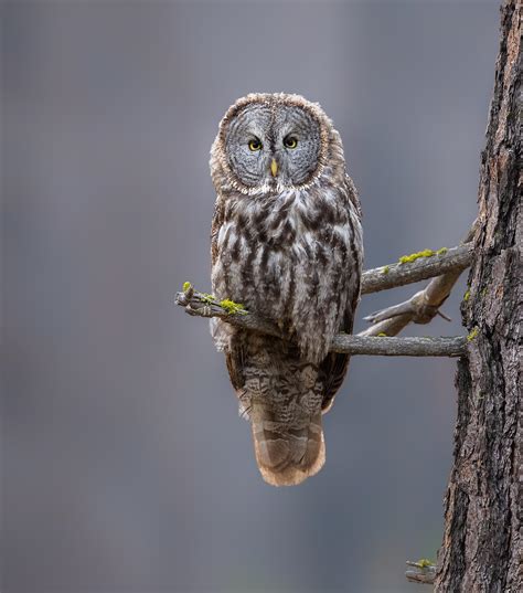 Great Gray Owl I Photographed In Yosemite National Park Rowls