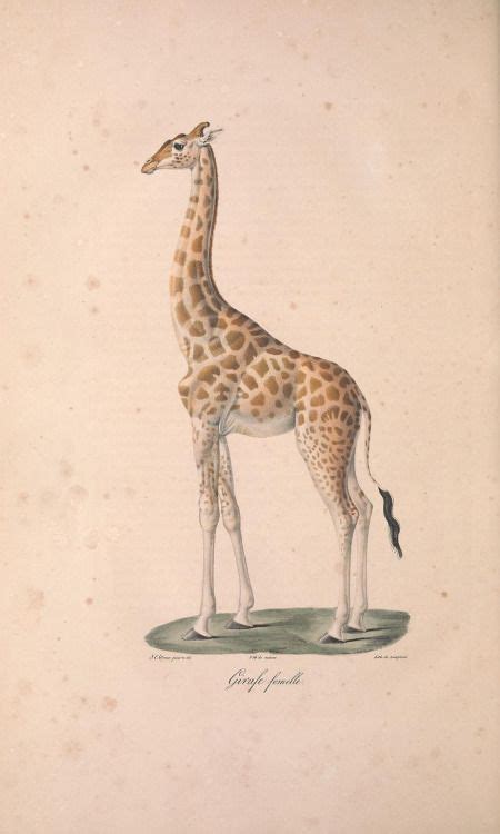 Heaveninawildflower Giraffe Female Plate Taken From ‘histoire