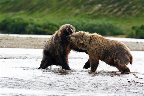 Photos From A Fands Reader Alaskan Grizzly Fight Field And Stream