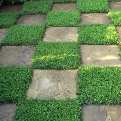 Plant solutions for tough spots. Creeping Thyme ground cover, 1000 seeds, fragrant herb ...