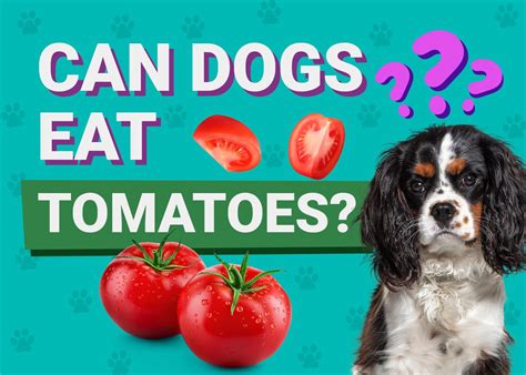 Can Dogs Eat Tomatoes Vet Reviewed Canine Diet And Health Pet Keen