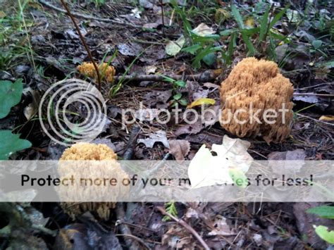 Northern Michigan Fall Mushrooms And Scenery Terraforums Venus Flytrap