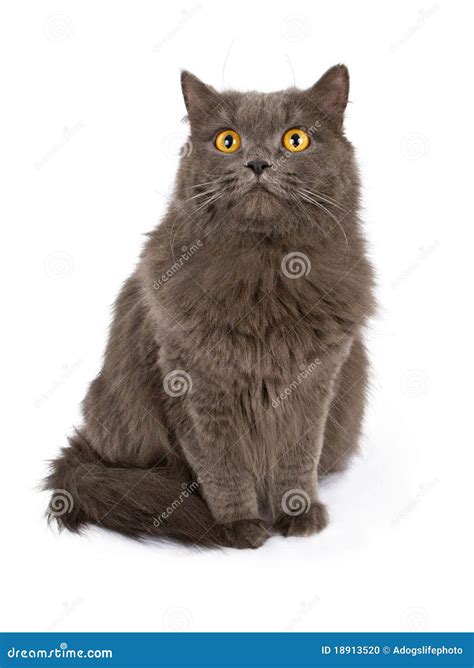Yellow Eyes Cat Isolated On Black Background Crossbreed Cat And Text Space Royalty Free Stock
