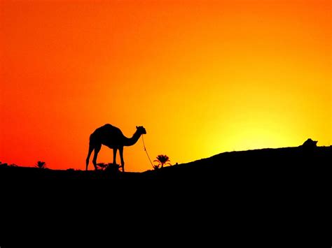 Camel In The Sunset Egypt Wallpaper 1240440 Fanpop