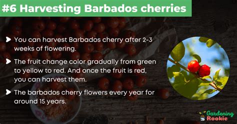 How To Grow Barbados Cherry Tree From Seed Step By Step Guide