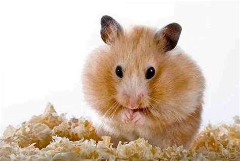Do Hamsters Smell The Truth About The Smell Hutch And Cage