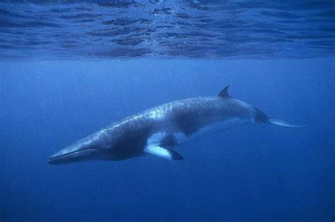 Southern minke whale (balaenoptera bonaerensis). Japan defends plan to slay 333 minke whales because it has 'scientific value' - World News ...