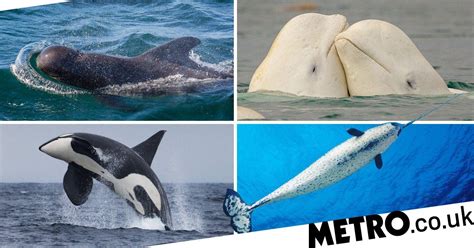 Five Species Go Through The Menopause Scientists Discover Metro News