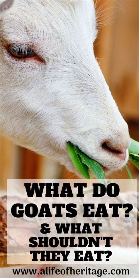 What Do Goats Eat Your Goat Nutrition Guide Goats Goat Farming