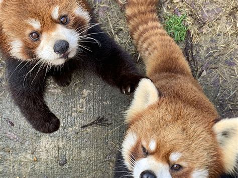 Wildlife Biologist Red Pandas Panda Love Wildlife Art Cute Funny