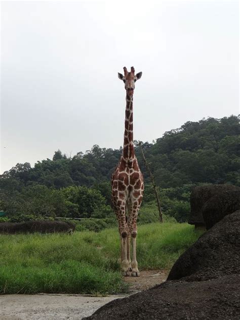 Pin on Taiwan Wildlife