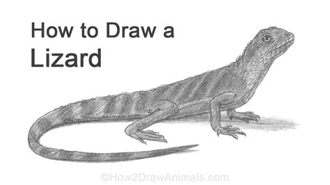 How To Draw A Lizard Water Dragon Youtube