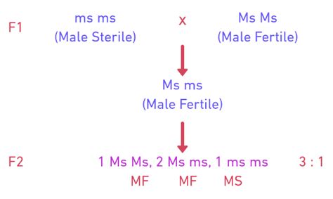 Male Sterility