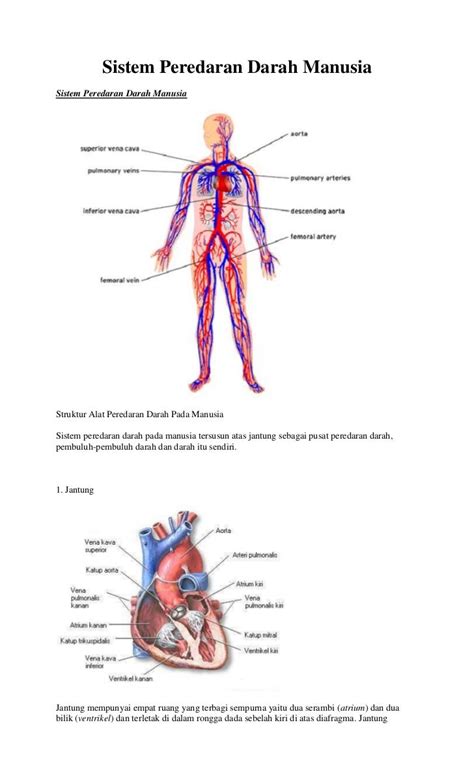 14 Gambar Animasi Sistem Peredaran Darah Manusia Galeri Animasi