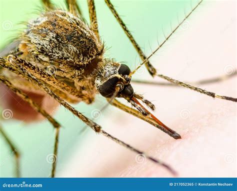 Zika Infected Mosquito Bite Leishmaniasis Encephalitis Yellow Fever