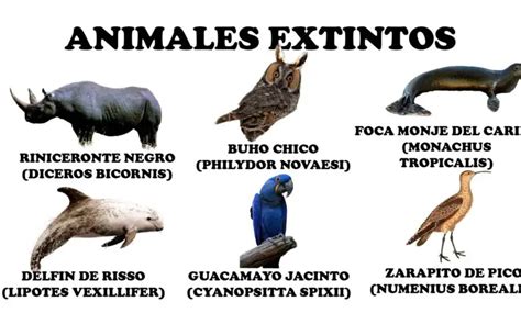 Animales Extintos 17 Especies Que Han Desaparecido En Los últimos