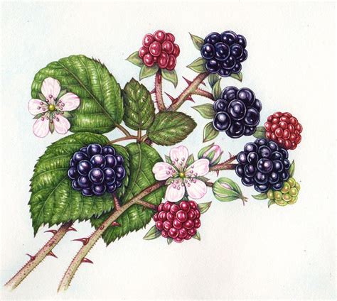 Blackberry Botanical Illustration Step By Step By Sciart Natural