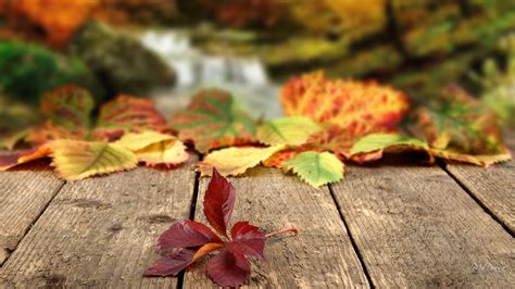 Autumn Leaves Falling Wallpaper 1920x1080 29051