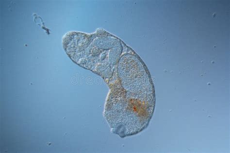 Parasitic Flatworm Reproductive Morph Stock Image Image Of Species