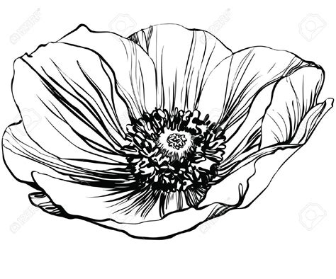 A Black And White Picture Poppy Flower Poppy Drawing Poppies Tattoo
