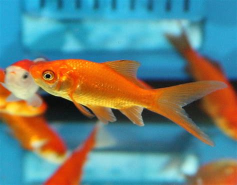 Common Goldfish Tips And Characteristics