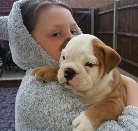 The massive head, of which the circumference should equal at least the height of the dog at. 12 weeks Female English Bulldog Bulldog puppy for Sale in Norway, Maine Classified ...