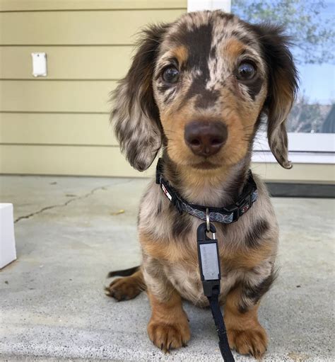 Dachshunds puppy female available for adoption. Posted to r/dachshund yesterday, thought you all would ...