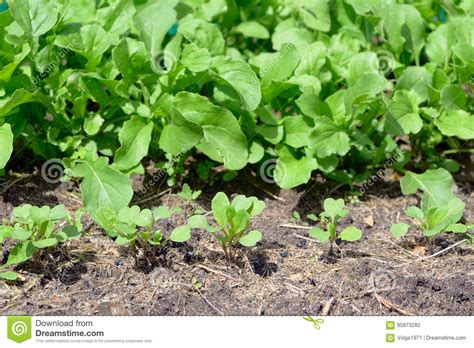 Young Arugula Grows Stock Photo Image Of Natural Dirt 95973282