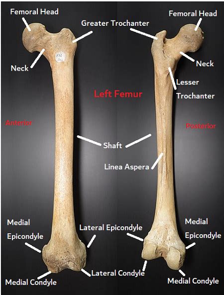 Femur Anatomy Function And Location Video And Lesson Transcript