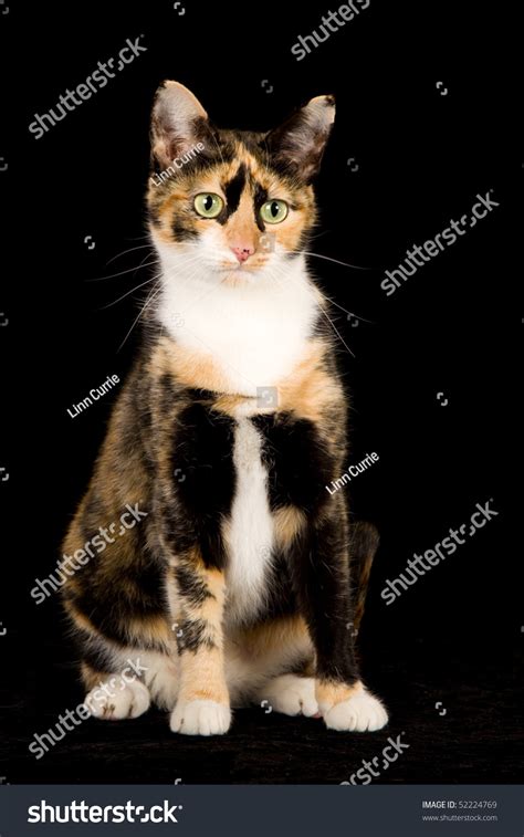 Pretty Calico Cat On Black Background Stock Photo 52224769