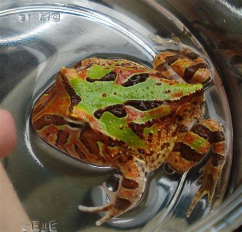 Best Pet Frogs For Beginners Pethelpful