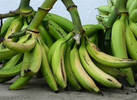 Maybe you would like to learn more about one of these? 10 Resep Kreasi Pisang Goreng Enak yang Bisa Jadi Teman ...