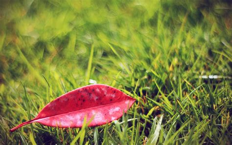 배경 화면 하나의 빨간 잎 푸른 잔디 2560x1600 Hd 그림 이미지