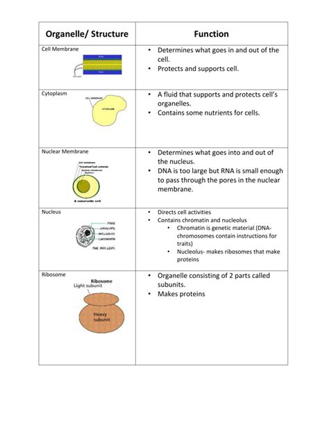 Animal Cell Organelles Structure And Function Organelle With Its