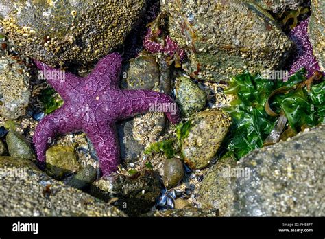 Ochre Starfish Pisaster Ochraceus Also Known As Purple Sea Star At