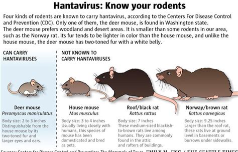 Deer Mice Cute But Potentially Deadly Carriers Of Hantavirus The