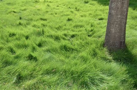 Creeping Red Fescue Landscaping Austin Lawn Alternatives Zoysia Grass