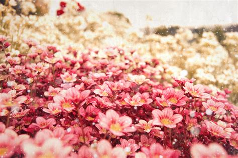 Обои Цветочное поле из розовых и белых цветов на рабочий стол