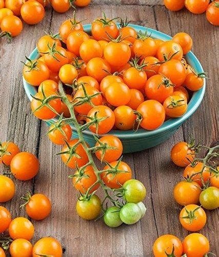 Jual Isi 6 Bibit Benih Tanaman Tomat Mini Hibrida GOLDEN GEM F1 Di