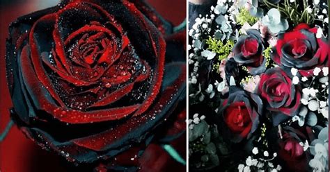You Can Plant True Blood Rose Bushes That Give Off Dark And Gothic