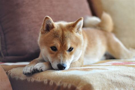6 Things You Dont Know About The Shiba Inu