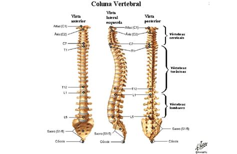 Coluna Vertebral Anatomia Papel E Caneta