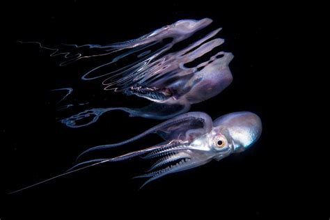 Elusive Blanket Octopus Reflection Smithsonian Photo Contest