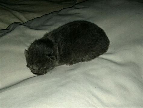 Newborn Kitten Grey By Lady Sofia On Deviantart