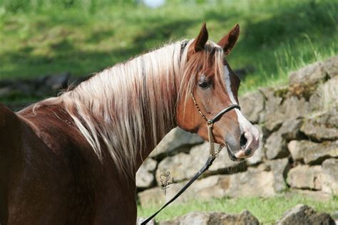 Es wird seine letzte decksaison sein, denn wir haben uns schweren herzens dazu entschlossen, ihn kastrieren zu lassen. VA Nasheeta - Valentina Arabians
