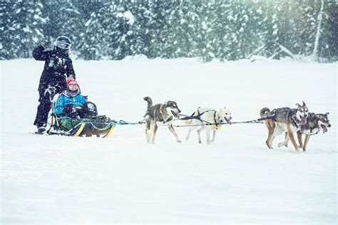 Winter Dog Sledding In Alaska Seaveys Ididaride Dog Sled Tours