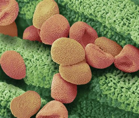 Moss Spores Photograph by Steve Gschmeissner/science Photo Library