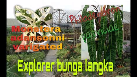 Tanaman hias bunga fittonia membutuhkan cara merawat yang lebih dari tanaman hias lainnya. Jenis bunga hias super mahal 😬😬😬😬 - YouTube