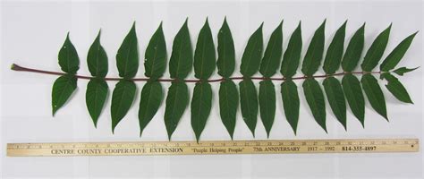 Central Pennsylvania Forestry Identifying Tree Of Heaven And Native